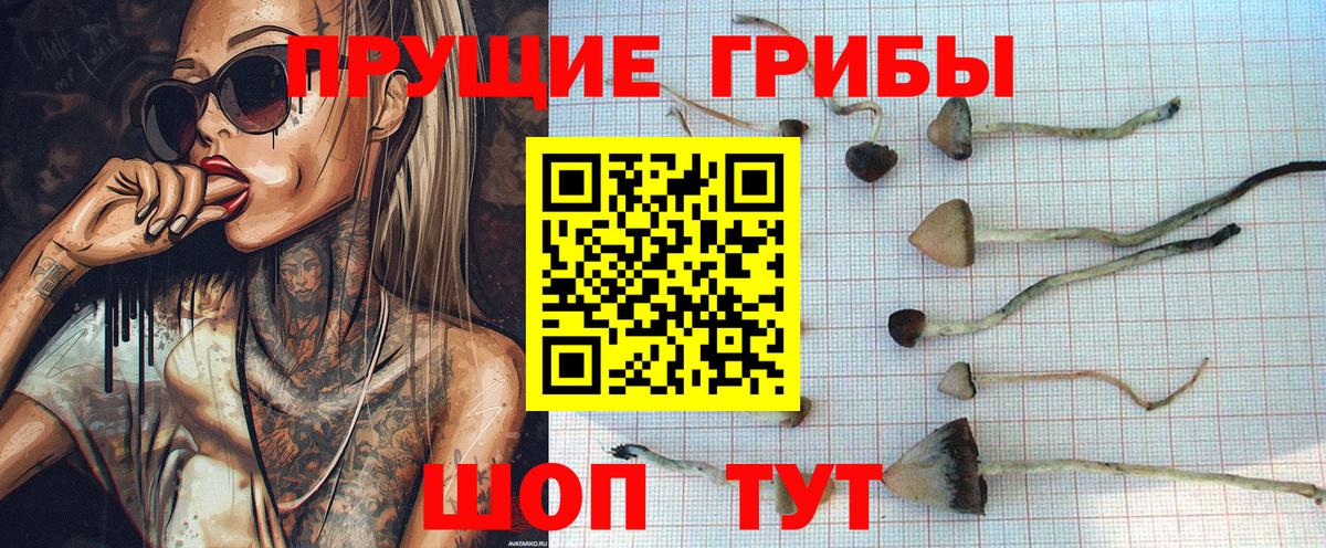 Псилоцибиновые грибы Cubensis Хасавюрт